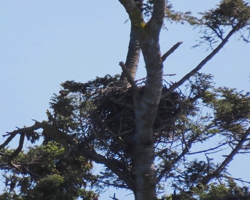 Saxe Pt. Eagle Nest(1) 11 May 2021.JPG