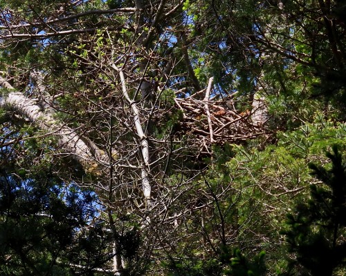 Saxe Pt. Eagle Nest(3) 11 May 2021.JPG