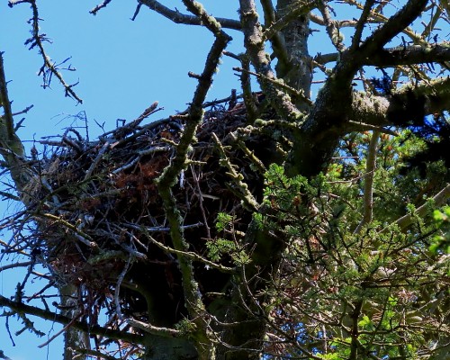 Beacon Hill Park Eagle Nest 14 May 2021.JPG