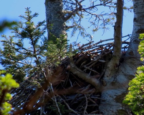 Saxe Pt. Park Eagle Nest(1) 14 May 2021.JPG