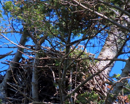 Saxe Pt. Park Eagle Nest(2) 14 May 2021.JPG