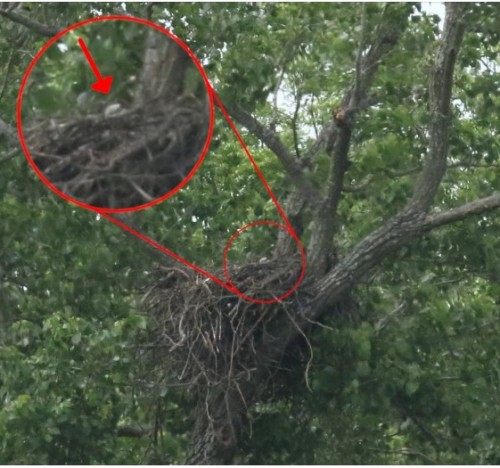 TX   eaglet in nest   5-15-21.jpg