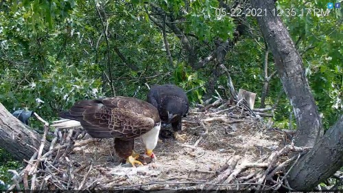 hanover looks like fish on nest too 12 35 may 22 patience and liberty  chittering away lol .jpg