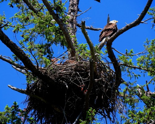 Ardmore Dr. Eagle Nest(1) 1 June 2021.JPG