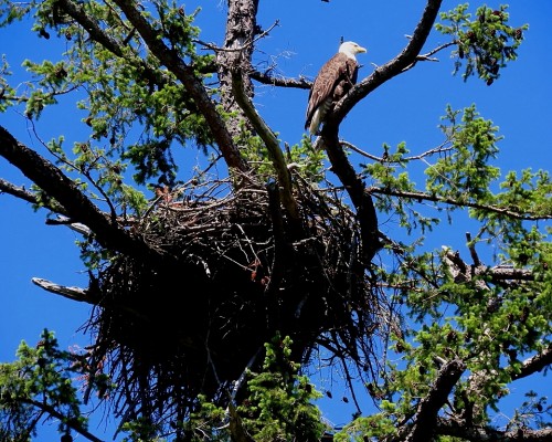 Ardmore Dr Eagle Nest(2) 1 June 2021.JPG