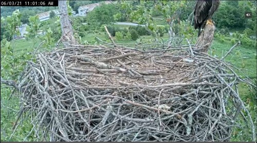 11.01 No change.  Still windy and only one eaglet in view on the stump..JPG