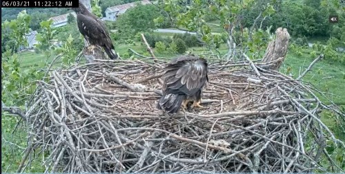 11.22 The eaglet that was on the stump has this fish..JPG