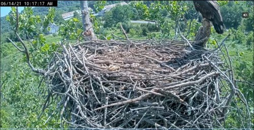 10.17 Eaglet back to the nest and up on the stump..JPG