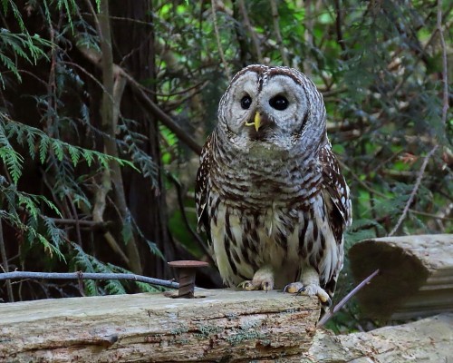 Barred Owl(1) BH Park 10 June 2021.JPG