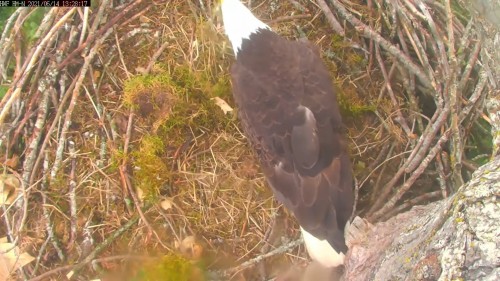 hm dad moving bits of nest material 1 26 june 14 .jpg