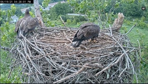4.28 Left eaglet is going up to the attic.JPG
