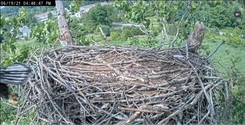 4.48 Fanned out tail of the eaglet as it flies off.JPG
