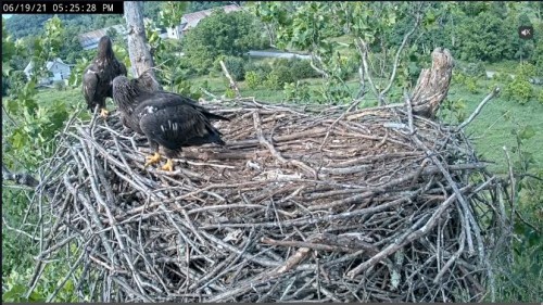 5.25 both eaglets in the nest.JPG