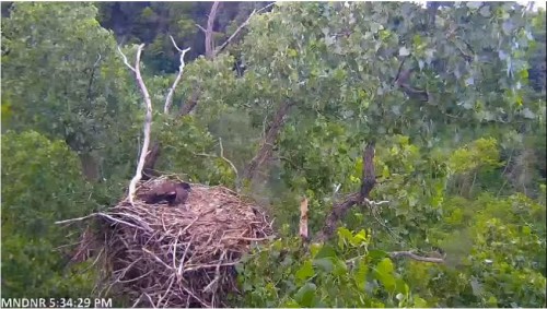 5.34 E2 is taking a rest in the nest.JPG