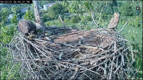 6.44 Still some fish left but the eaglet is done and now cleaning the beak.JPG