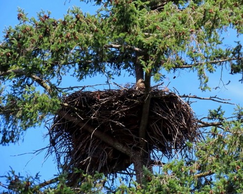 Lochside Dr. Eagle Nest(1) 4 July 2021.JPG