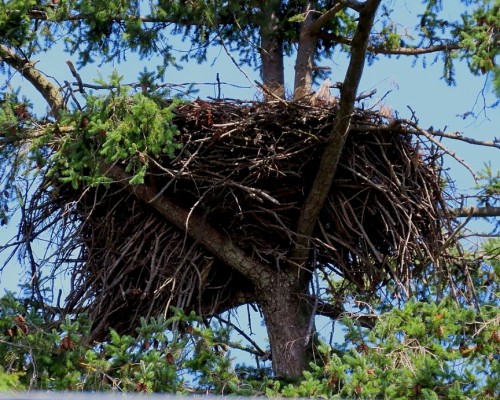 Lochside Dr. Eagle Nest(2) 4 July 2021.JPG