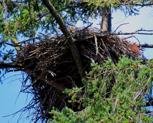 Lochside Dr. Eagle Nest(3) 4 July 2021.JPG