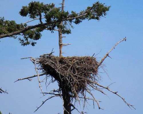 Pat Bay (Epicure) Eagle Nest from W. Saanich Rd. 4 July 2021.JPG
