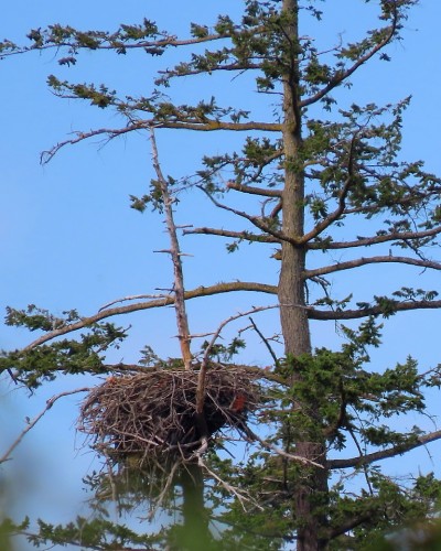 Pat Bay (Epicure) Eagle Nest from road near the beach 4 July 2021.JPG