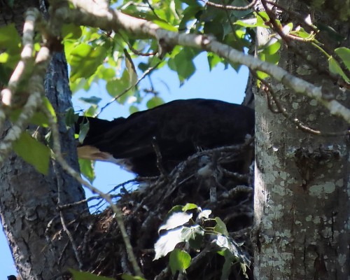 Wallace Dr. Eagle in Nest 19 July 2021.JPG