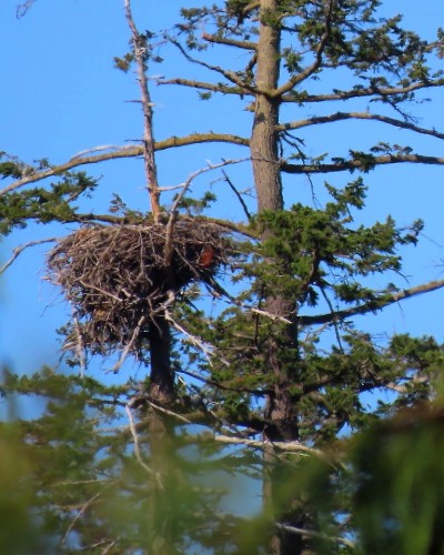 Pat Bay (Epicure) Eagle Nest(1) 19 July 2021.JPG