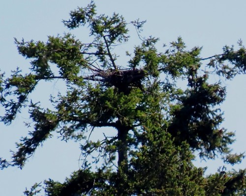 Pat Bay (Epicure)  Eagle Nest (Towner Park Rd.) 19 July 2021.JPG