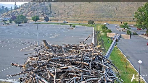 hellgate robin hopped across iris nest looking 7 42 july 28 .jpg