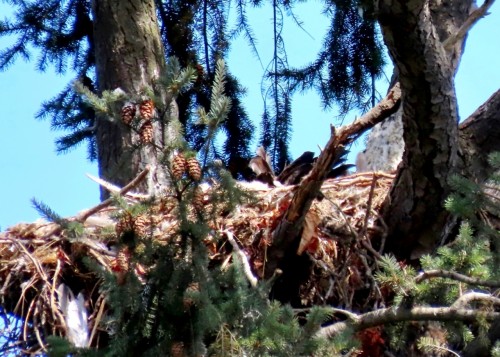Swan Lake Eagle Nest 5 Aug. 2021.JPG