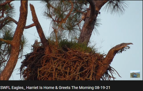 8 19 21 nest condition Vvid.PNG