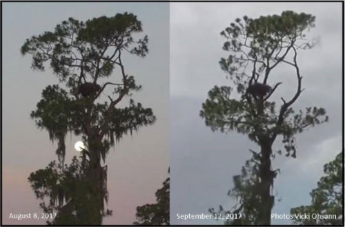 SWF   nest tree comparison   9-17.jpg