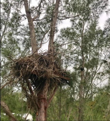 CAP   nest and tree.jpg