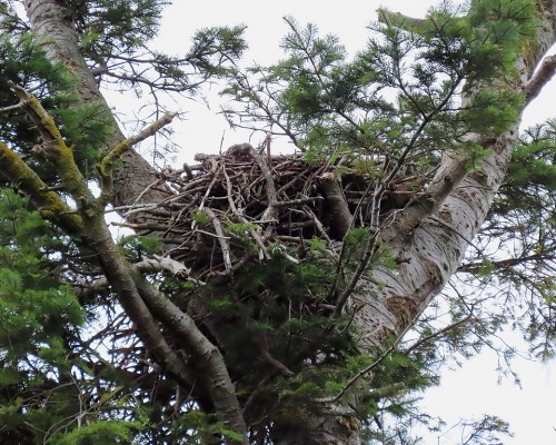 Saxe Pt. Park Eagle Nest(1) 2 Oct. 2021.JPG