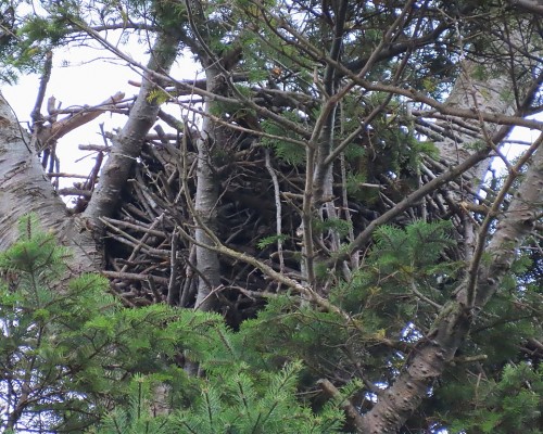 Saxe Pt. Park Eagle Nest(3) 2 Oct. 2021.JPG