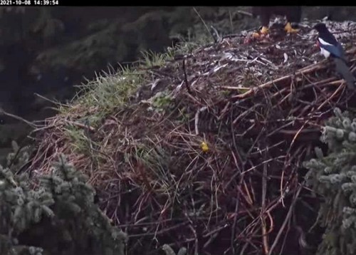 Glacier Gardens Eagle Nest_2021-10-08 17-11-38.jpg