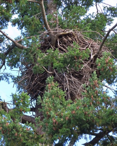 Roberts Bay Eagle Nest(4) 13 Oct. 2021.JPG