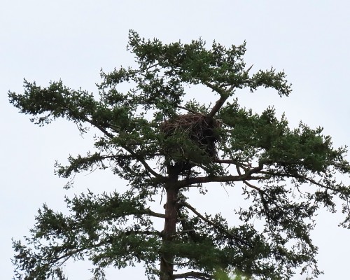 Deep Cove Winery Eagle Nest Tree 13 Oct. 2021.JPG