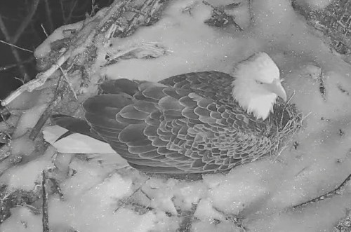 hec 2 13 19 004 mom on nest with wing tips.jpg
