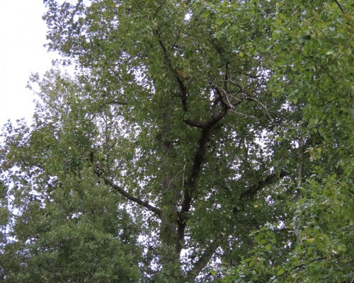 Reay Creek Eagle Nest Tree(1) 13 Oct. 2021.JPG