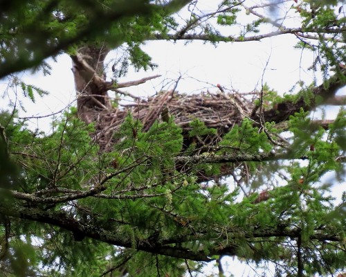 Ardmore Dr. Eagle Nest(1) 18 Oct. 2021.JPG