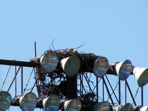 Osprey nest at Royal Athletic Park May 24-2018.jpg