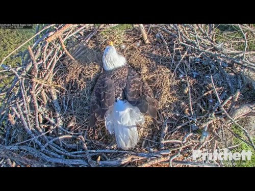 FT MEYERS EAGLES 11 27 21 4 10 PM HARRIET KEEPING HER TWO EGGS WARM.jpg