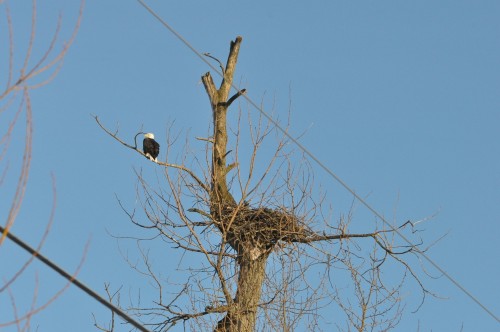 Dec 31, 2021  Eagle at nest Banford-McGuire Rds. (1)- resized1.jpg