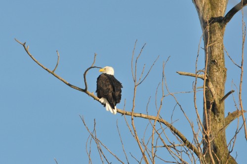 Dec 31, 2021  Eagle at nest Banford-McGuire Rds. (2) resized.jpg