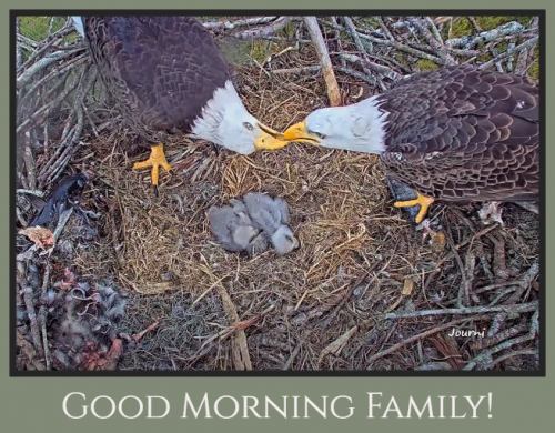Harriet & M15, American Bald Eagle Cam - Page 3 File