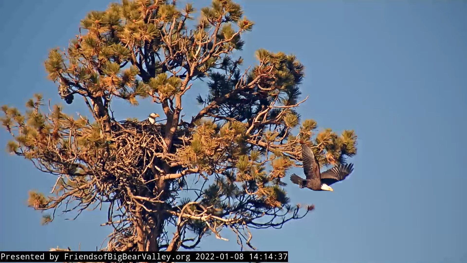 Big Bear Bald Eagle Nest Cam - Page 5 File